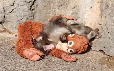 El mono Punch y la Teoría del Apego: ¿Qué nos enseña sobre nuestras heridas emocionales?